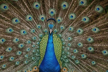 Fototapeta premium Handsome male bird displaying its vibrant plumage