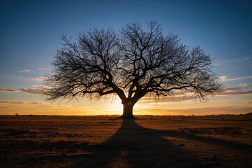 Large tree silhouetted against a vibrant sunset sky