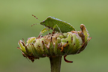 high resolution close-up of a dew-covered green bug on a blossom