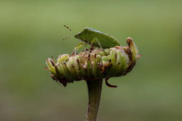 high resolution close-up of a dew-covered green bug on a blossom