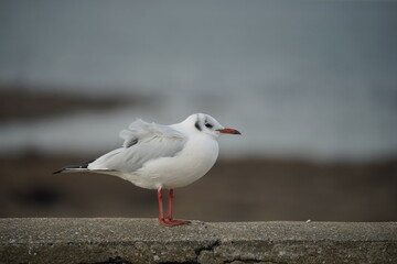 Mouette rieuse sous le vent .