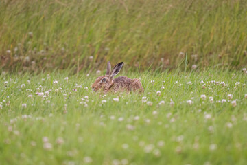 Brown hare, Lepus europaeus, on the grass in the uk in the summer