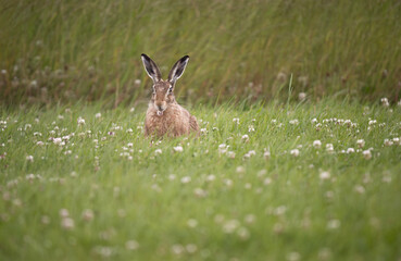 Brown hare, Lepus europaeus, on the grass in the uk in the summer