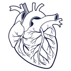 Outline human heart with arteries and veins medical illustration