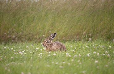Brown hare, Lepus europaeus, on the grass in the uk in the summer