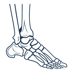Outline illustration of a human foot with visible bones and skeletal structure