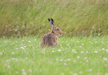 Brown hare, Lepus europaeus, on the grass in the uk in the summer