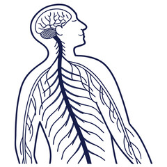 Outline illustration of the human nervous system and spinal cord