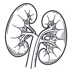 Outline illustration of a human kidney pair for medical and anatomical concepts