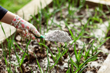 Ash Garden Fertilizer. Wood Ash Powder Gardening Fertile Soil Natural Compost.