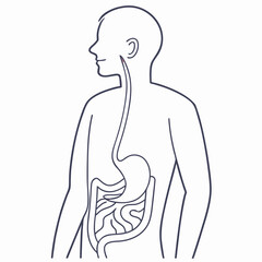 Outline illustration of the human stomach with the esophagus connection