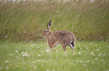 Brown hare, Lepus europaeus, on the grass in the uk in the summer