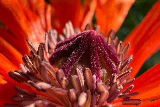 Macro shot of the center of a red poppy flower with a purple velvety core.