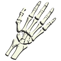 Anatomical illustration of human hand bones palm and fingers