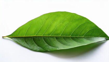 Obraz premium vibrant green leaves crisp detail pure white background closeup foliage vibrant