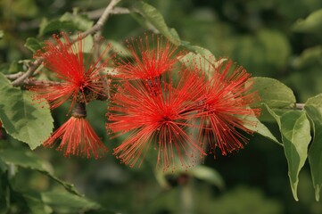 Calliandra haematocephala from the Fabaceae family with red flowers and natural foliage on a tree branch