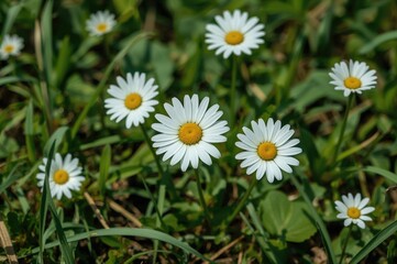 Fototapeta premium Lovely Daisy Blossoms Blooming in a Mountainous Region