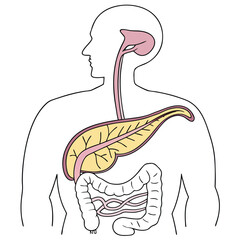 Human pancreas organ medical illustration icon