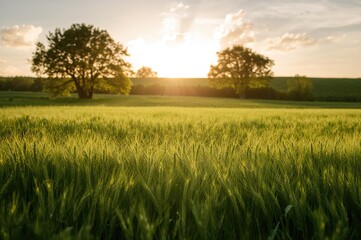 Elegantly organized green wheat backdrop