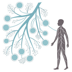 Medical illustration of human lymph nodes and lymphatic system network