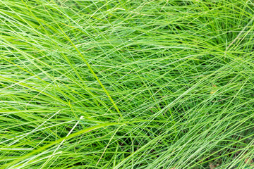 The lush green coniferous plants in the garden