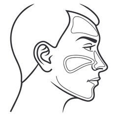 Medical illustration of a human nose with internal sinus passages