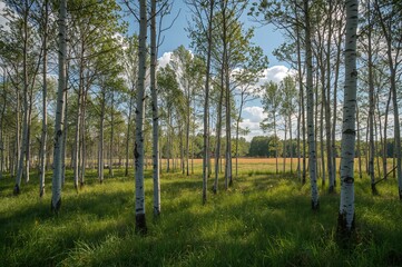 Lawn surrounded by birch trees with scattered sunlight