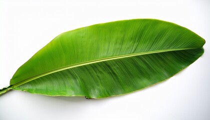 Fototapeta premium realistic banana leaf featuring a white background enhancing tropical and botanical designs with its vibrant green hues and detailed texture