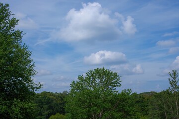 Tranquil Wilderness with Verdant Foliage Under a Clear Blue Sky