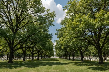 Obraz premium Stunning trees within a memorial park