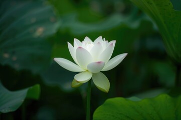Gorgeous lotus flower with water and greenery in a summer setting