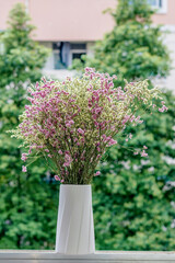 Beautiful dried asters in a white vase