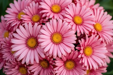 Charming floral arrangement of asters in natural setting, detailed pattern for celebration themes