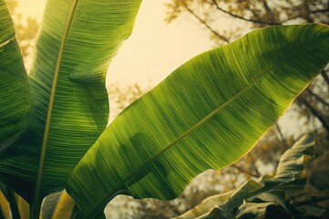 Lush tropical leaf texture with abstract green pattern