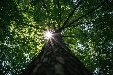 Naklejka premium Beautiful outdoor pictures capturing sunlight filtering through trees