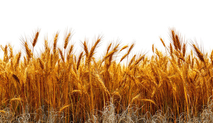 Golden wheat field stretches across the image