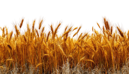 Golden wheat field stretches across the image