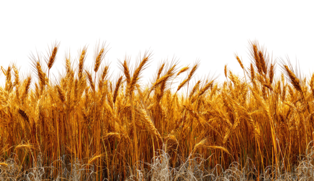Golden wheat field stretches across the image