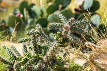 Cacti, cereals and agave in a flowerbed in the park
