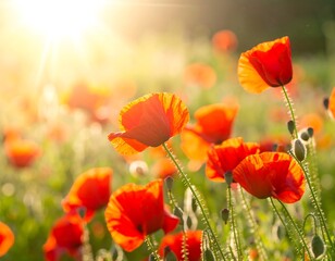 Obraz premium Vibrant red poppies bloom in a sunlit field, showcasing a beautiful summer landscape.
