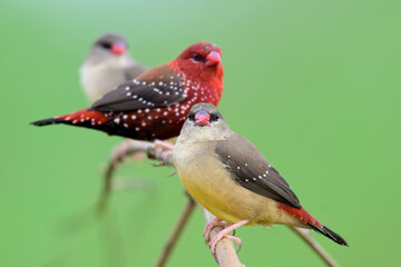 exotic brown and red birds perching on same branch expose over green environment, red avadavat