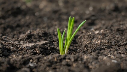 Fresh green shoots breaking through fertile soil, marking the beginning of a new growth phase in early spring.