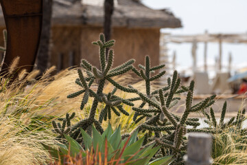 Cacti, cereals and agave in a flowerbed in the park
