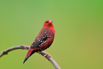 red with white spots bird proudly perching on wooden stick with rain drops on its head,, male of strawberry finch or red avadavat