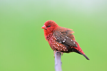 shaking red bird with wihite spots on its feathers on rainy day, male of strawberry finch or red avadavat