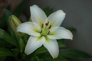 Obraz premium Lily blossoms commonly found in April each year