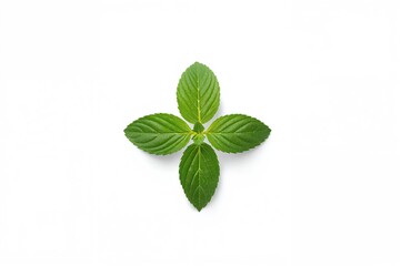 Isolated Melissa leaf or lemon balm on a white backdrop