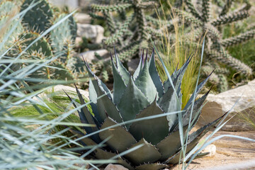 Cacti, cereals and agave in a flowerbed in the park
