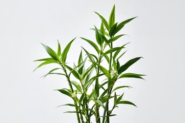 Fortunate Bamboo Arrangement Against a Plain Backdrop