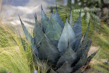 Cacti, cereals and agave in a flowerbed in the park
